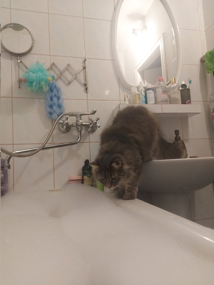 kitten_countess's tweet photo. Пахне мандаринками, фу https://t.co/ZlTf6b2Ekz