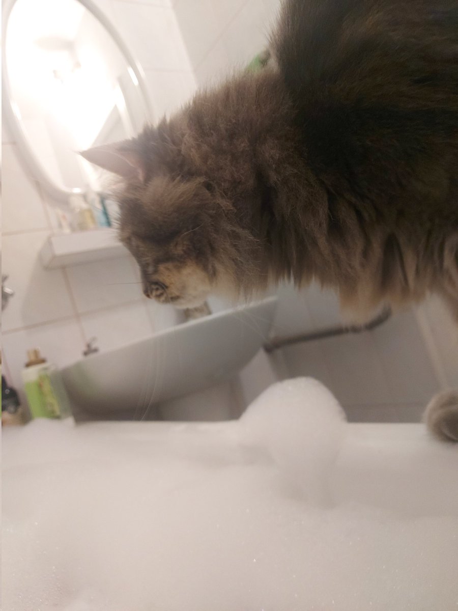 kitten_countess's tweet photo. Пахне мандаринками, фу https://t.co/ZlTf6b2Ekz