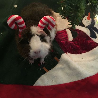 LOLPigs's tweet image. 🎁💕Merry Christmas to ALL! 🎅🎄💕 #Santa #MerryChristmas #HappyHolidays #HappyNewYear