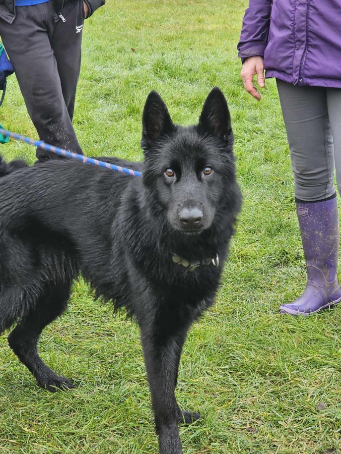 Please retweet to help Vinnie find a home #NOTTINGHAMSHIRE #UK Aged one, rescued from a council pound, with no history known about him he's looking for a home with adults or older children. He may be able to live with another dog. Please contact the shelter in the link below