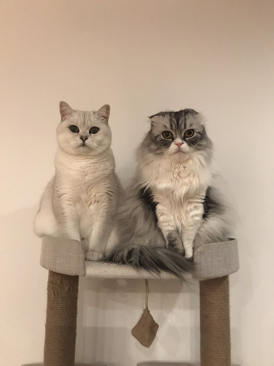 fitty200's tweet image. Merry Christmas!