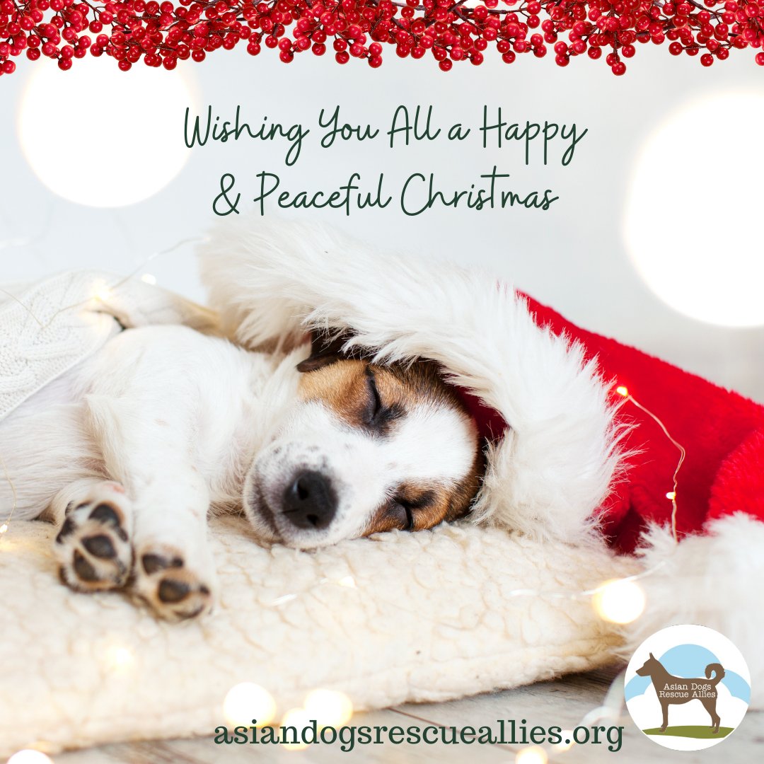 DogsAsian's tweet image. 🎄Happy Christmas! 
We'd like to thank you for your support over this year. We couldn't carry on helping dogs in Asia without you.
🐶🐕🐩🐕‍🦺🐾