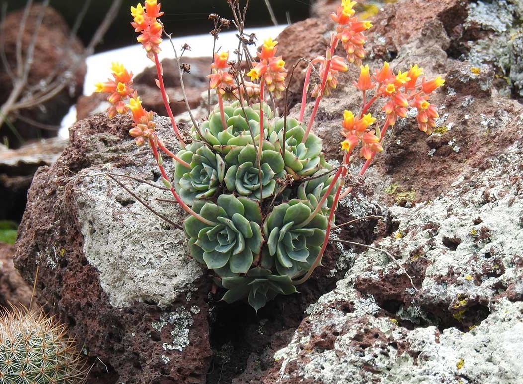 gabychavezd1's tweet photo. Wishing you.. a beautiful Christmas time..with this beautiful.. Echeveria elegans..#Taxonomy ..one of the most lovely #Crassulaceae #Endangeredspecies #PeruvianFlora..in #Ancash #Perú https://t.co/UHkPaAoR9o
