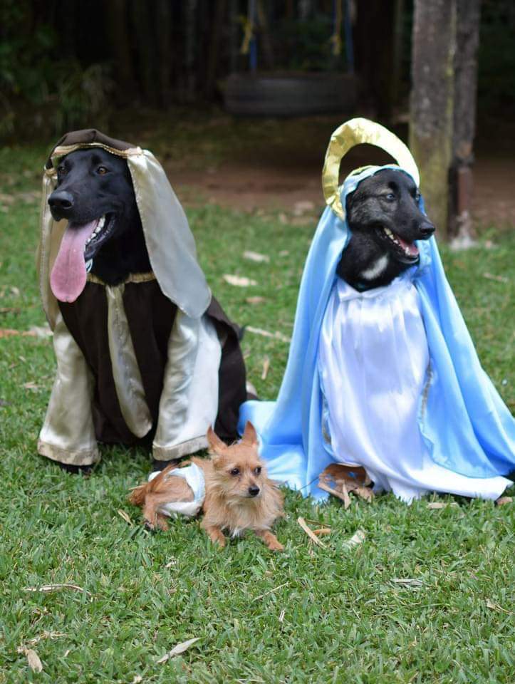 ElAgusdeKomodo's tweet photo. Los quiero mucho, perritos que hicieron pastorela en Veracruz https://t.co/gV7UBIVbAD