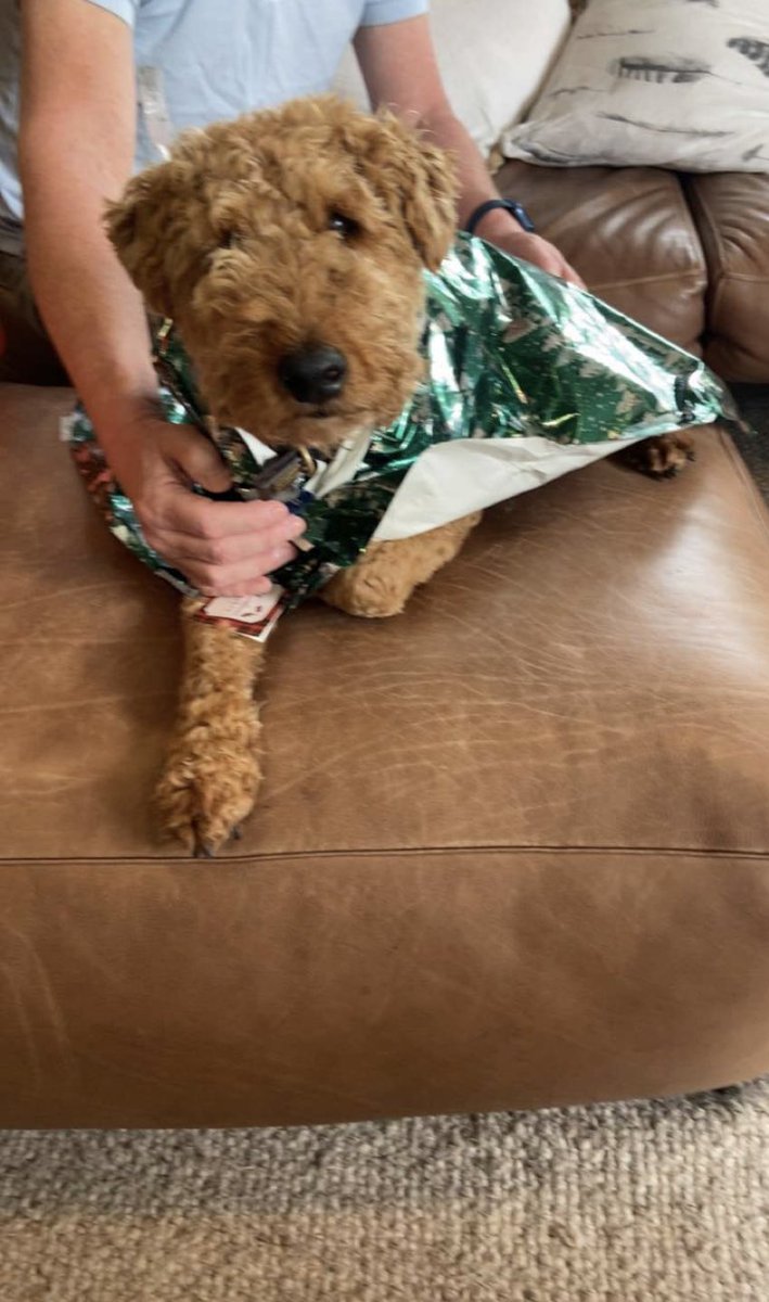Merry Christmas 🐶 ARF ARF
