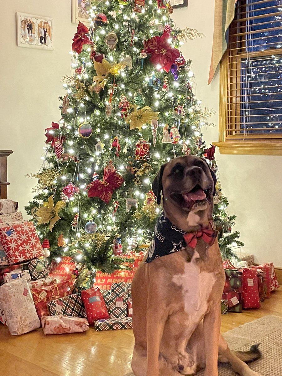 trudy_sheldon's tweet photo. Winston says Merry Christmas! 
#dogmom #dogchristmas #Christmas2023 #rescue https://t.co/eWSrueutC1