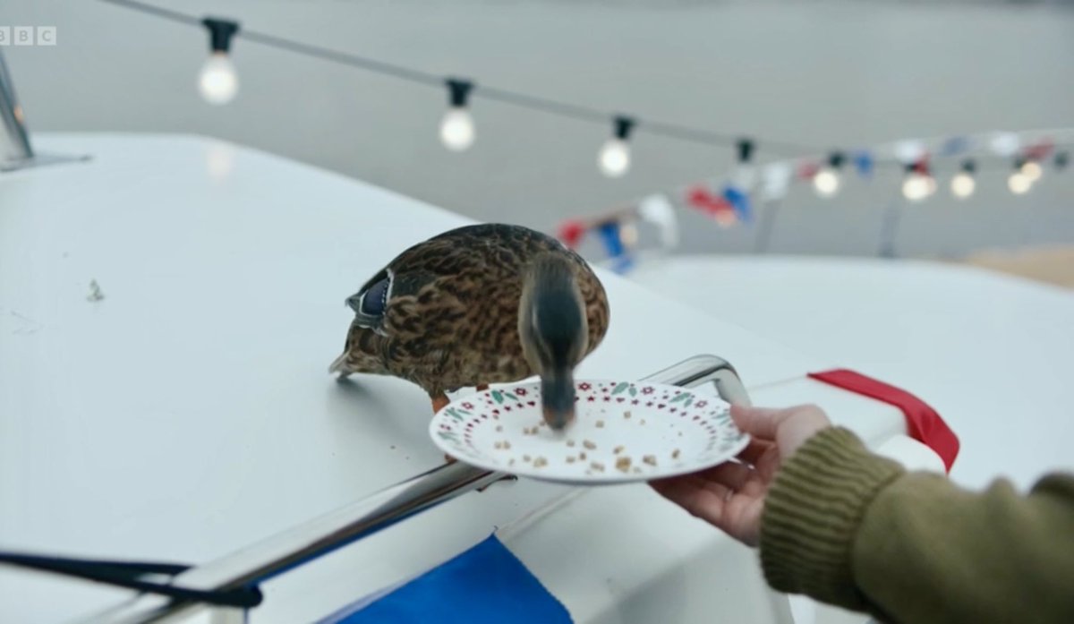 DIPHarryLizard's tweet photo. 2/2 Glad to see my counterpart Selwyn got an early appearance… hopefully it’s my turn in less than 48 hours!
And the music was brilliant from Bellowhead and I think I also heard a bit of Kate Rusby?
#selwyntheduck #bellowhead #katerusby https://t.co/L7r9sjk0qZ