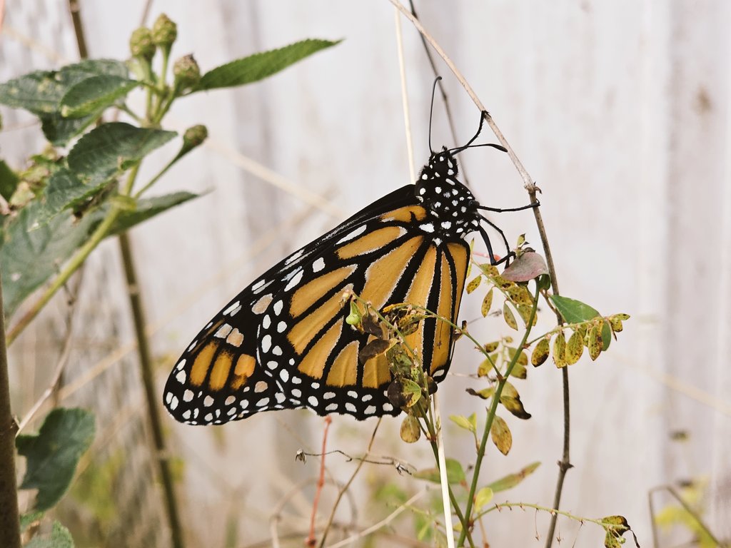 Edover60's tweet photo. Newly hatched monarch. ❤️❤️❤️
#flwildlife #butterfly https://t.co/Bc94hNrpj9