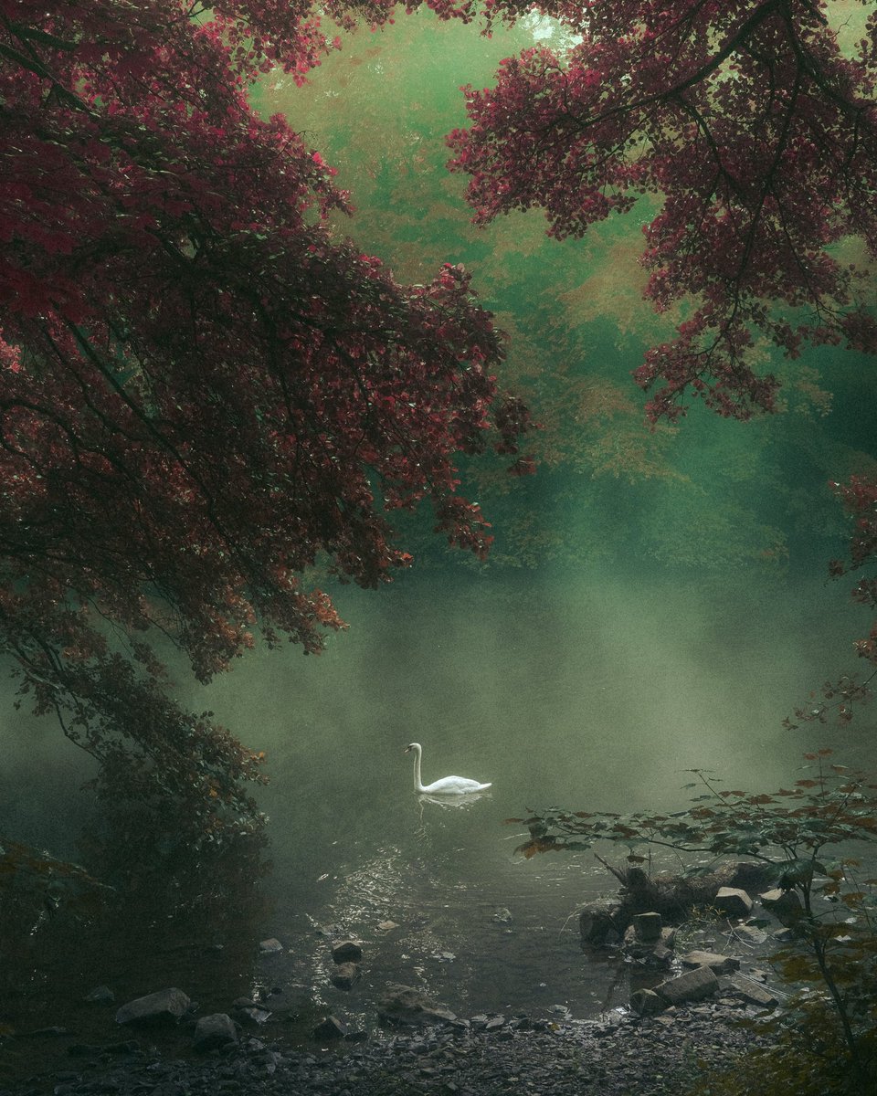 raoulfilm's tweet photo. The Swan

1/1 available on @exchgART https://t.co/fU0YCPpWYe