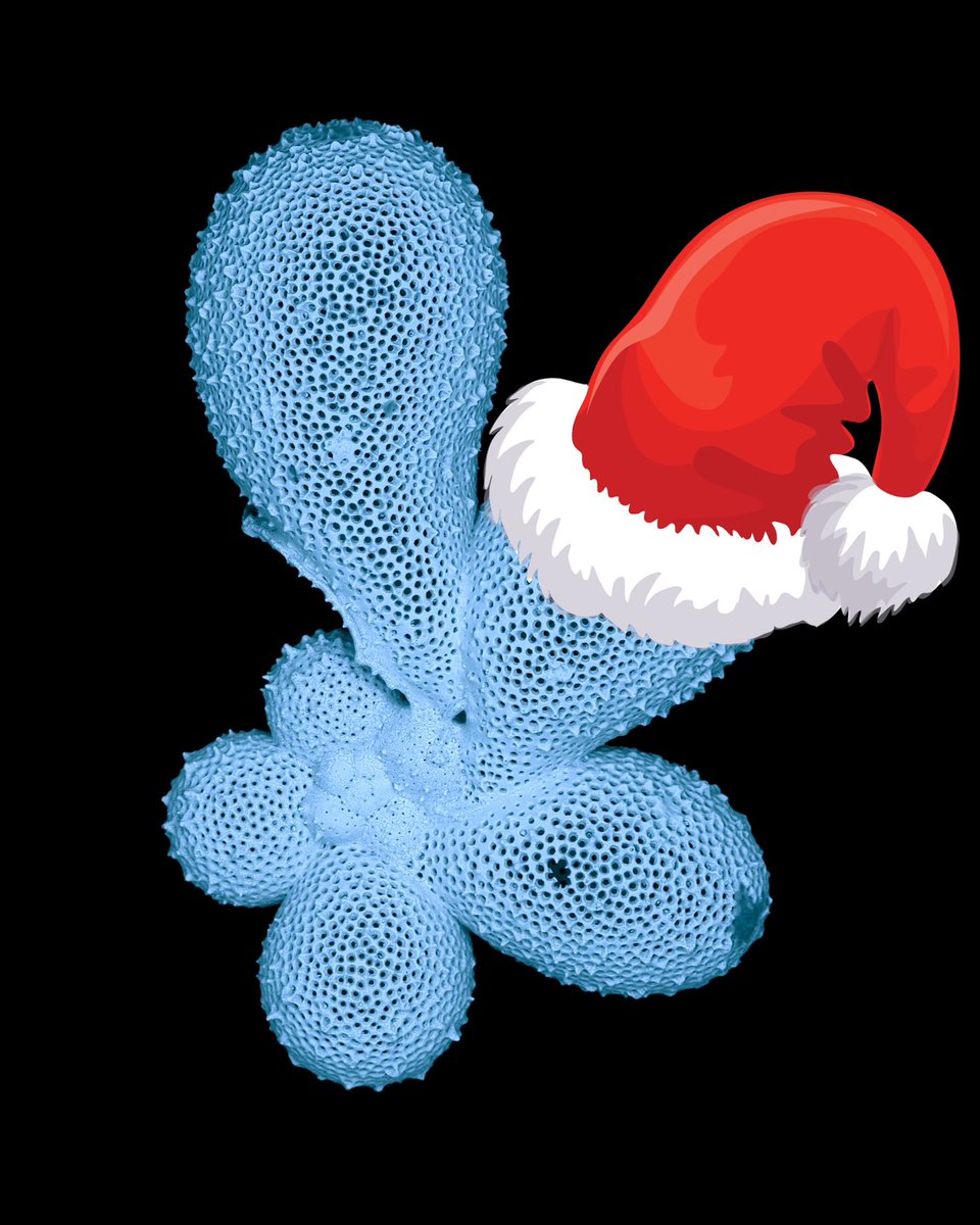 Feliz Navidad – Merry Christmas!
