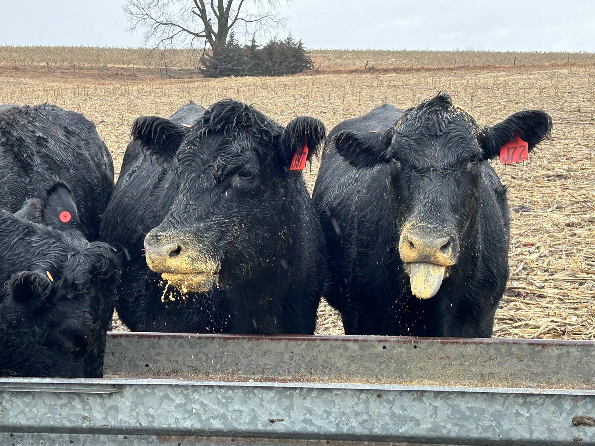 Groceries before a Winter storm on Christmas Eve.