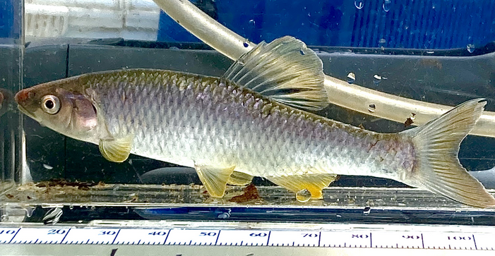 atufws's tweet photo. This Steelcolor Shiner was observed by Fisheries Graduate Student Savannah Wise while conducting research for her Master's degree. Sometimes they'll have a bright red nose, giving them the honor of being the fish for this, the last day of Fish-mas.
Happy Holidays everyone! https://t.co/4IFN3kOrhc