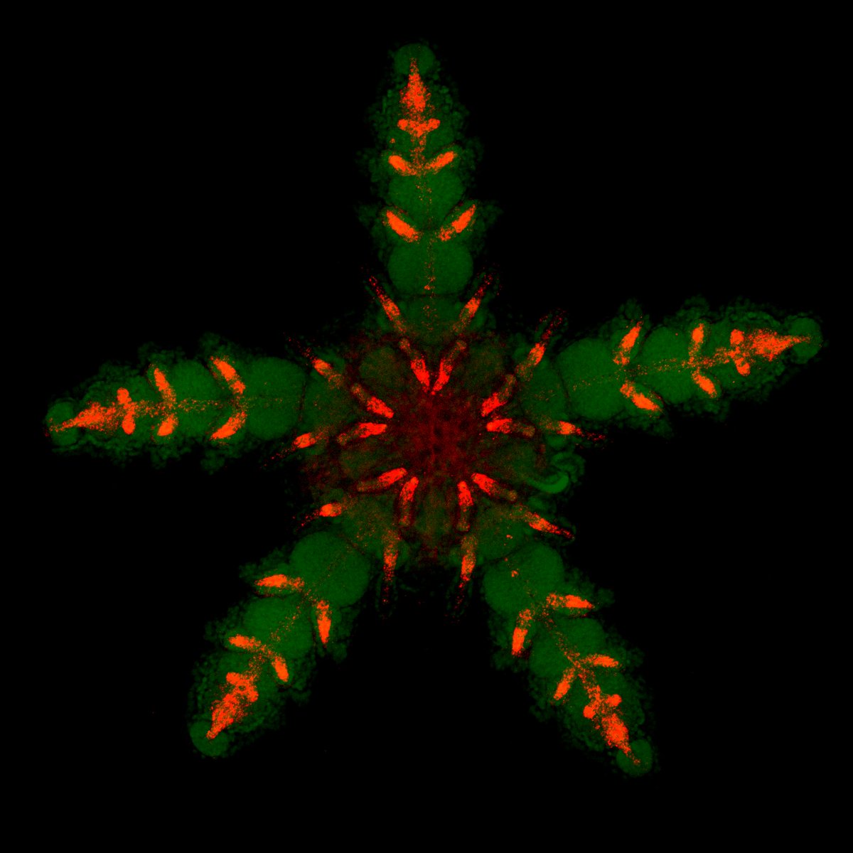 Happy holidays to all with this #christmas-themed brittle star HCR !! 😀 🎄🎄⭐️ (#NoToRedGreenFigures)