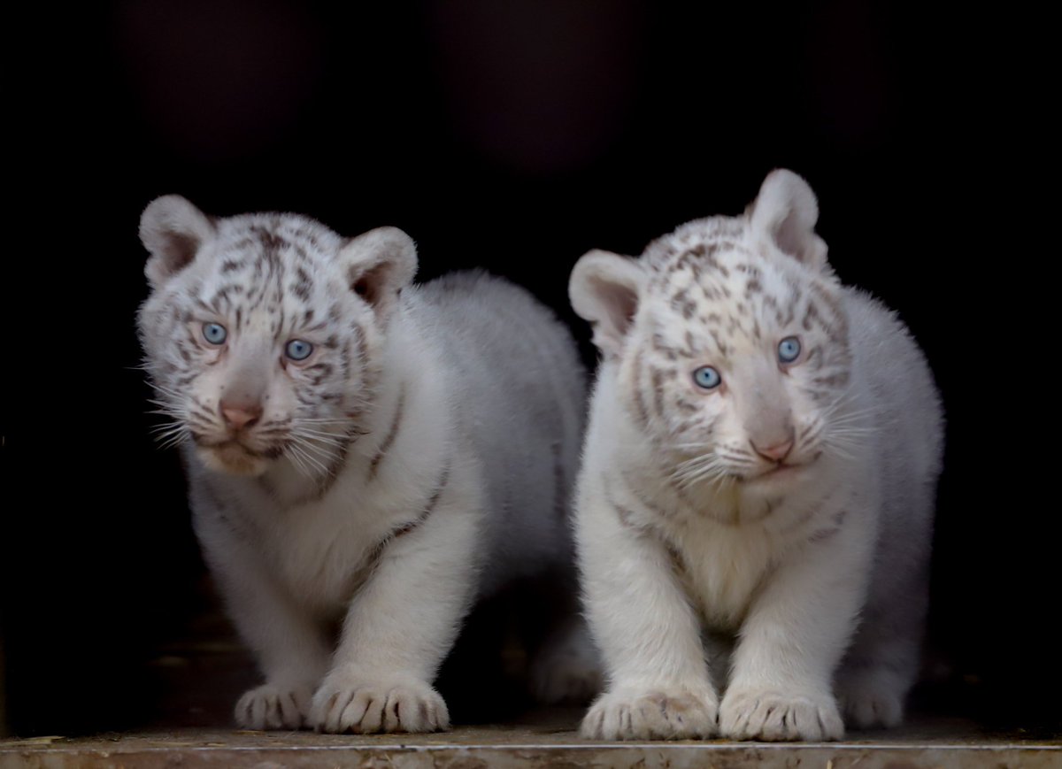 WhiteAngelちゃんもHappyXmas🐅🎄🎅🏻

#ホワイトタイガー    #宇都宮動物園
#ホワイトタイガーの赤ちゃん