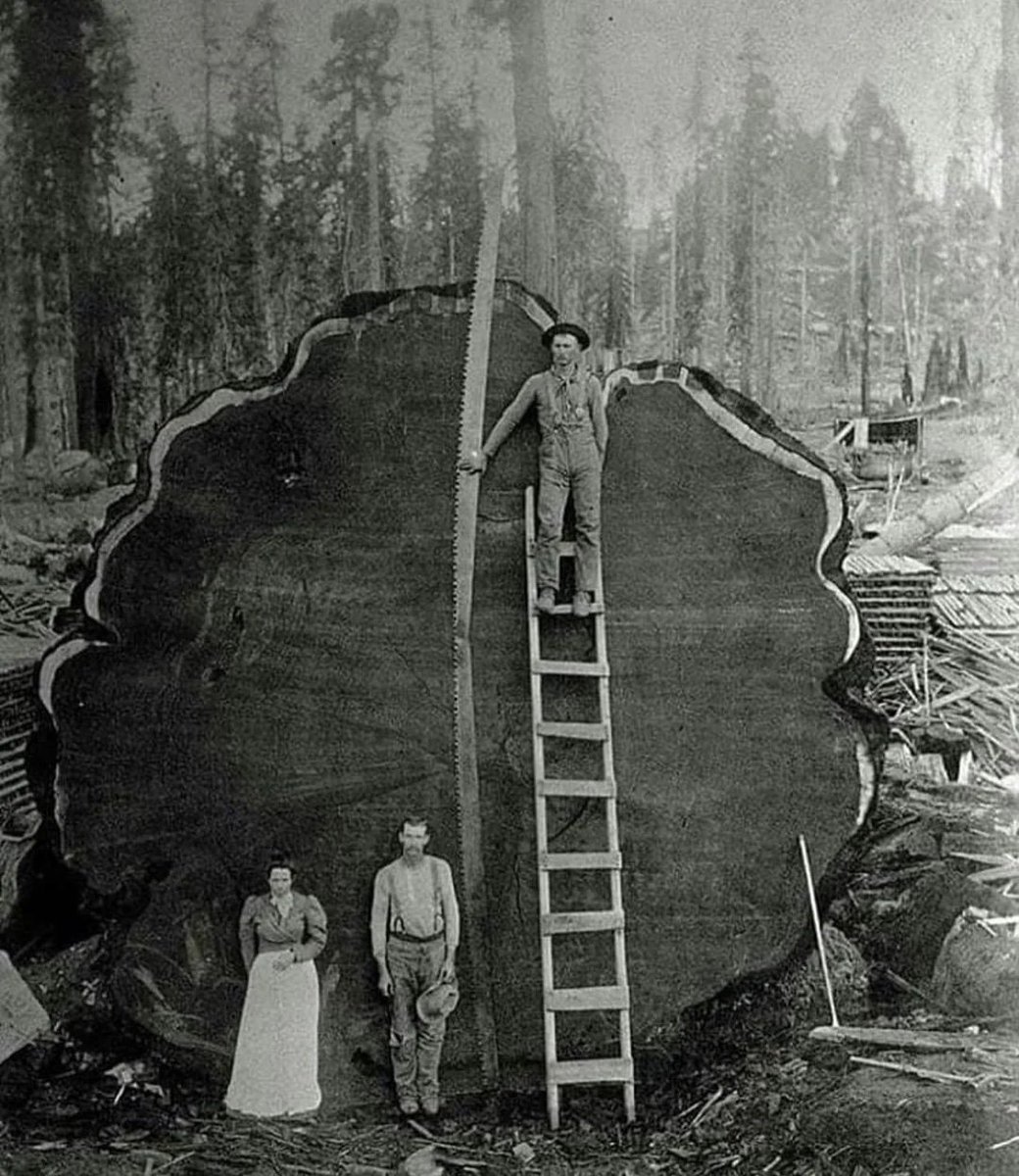 TimeTriping's tweet image. Logging family photographed next to a 1300 year old tree, 1892