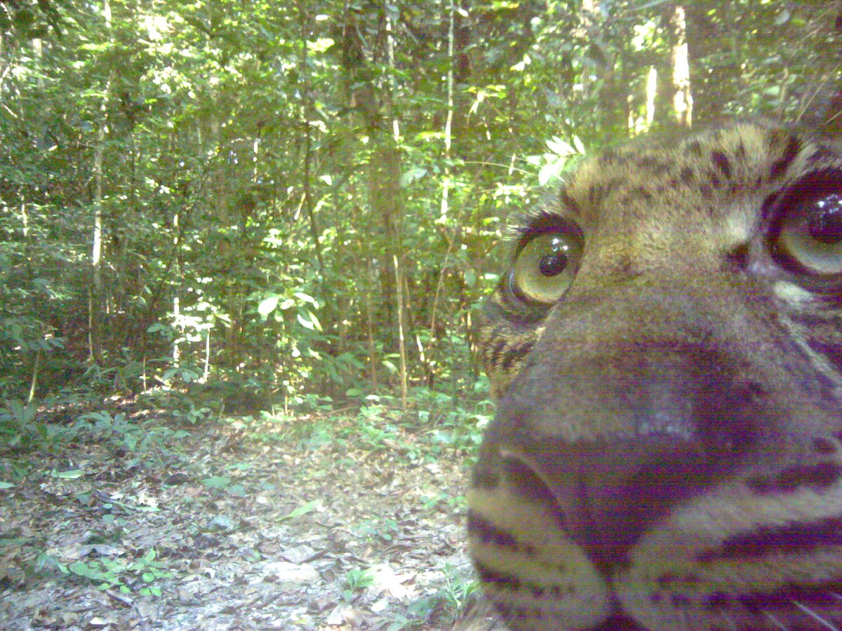 trailcam tweet media