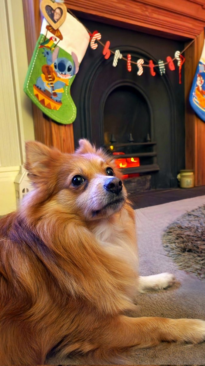 Someone's very excited for Santa Paws to come 🐾❤️

#northwest #love #home #lifestyle #cumbria #lakedistrict #family #travel #life #couples #disneyfamily #husbandandwife #dogmom #adventure #dailylife #ukfamily #northwest #christmas2023 #santapaws #dogsatchristmas #dogsofcumbria