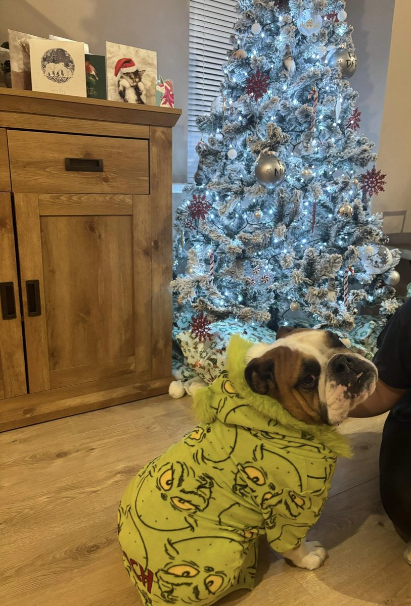 ZoeCox4's tweet photo. I never thought I would be the type of person to constantly take photos of my dog. Then Bruno came along…how handsome is my little man 🥹🎄 https://t.co/gDdVSeKgNi
