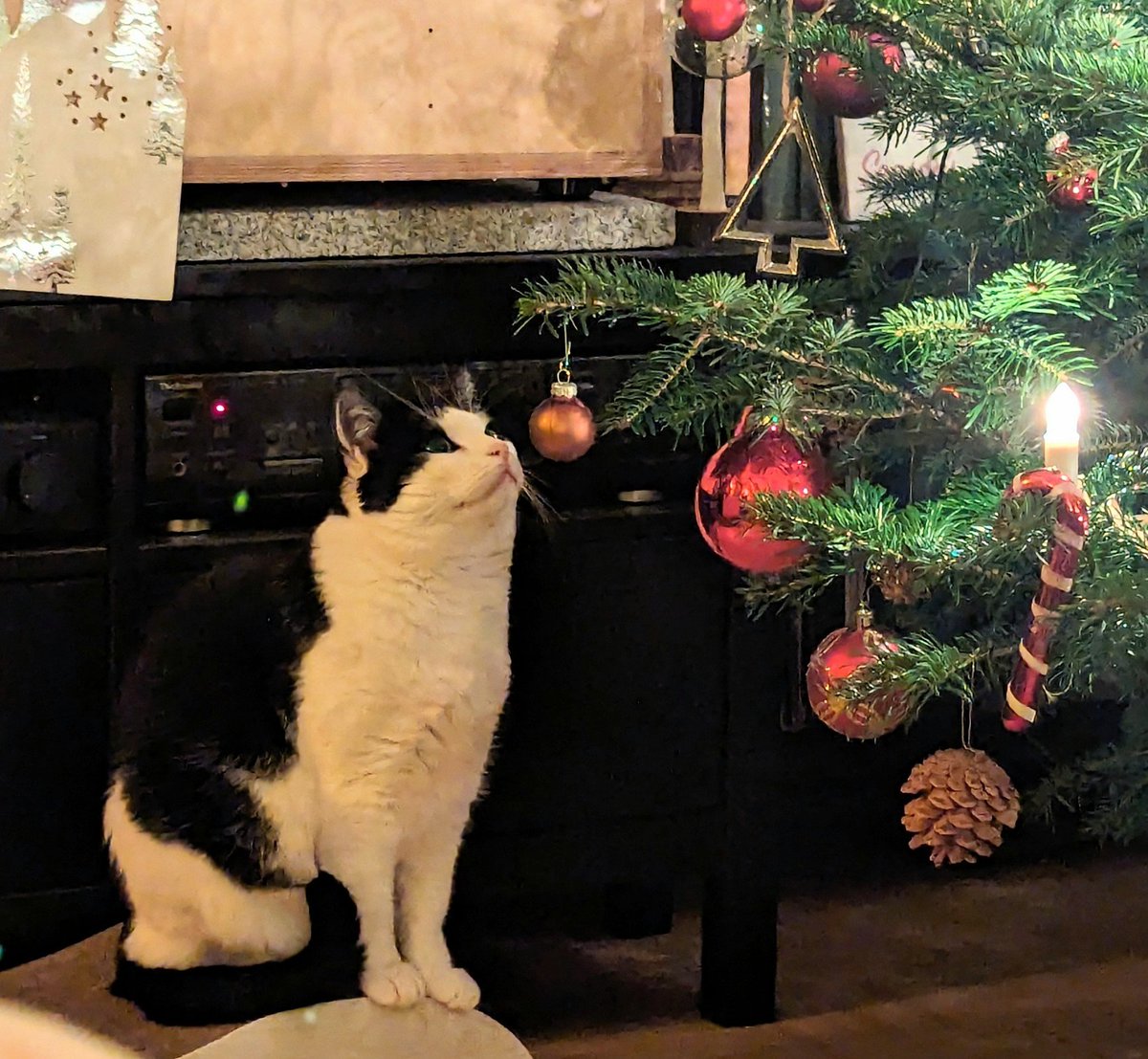 booksbats's tweet image. "Should I attack the Big Red or the Little Gold first? Decisions, decisions!"

#CatsofChristmas