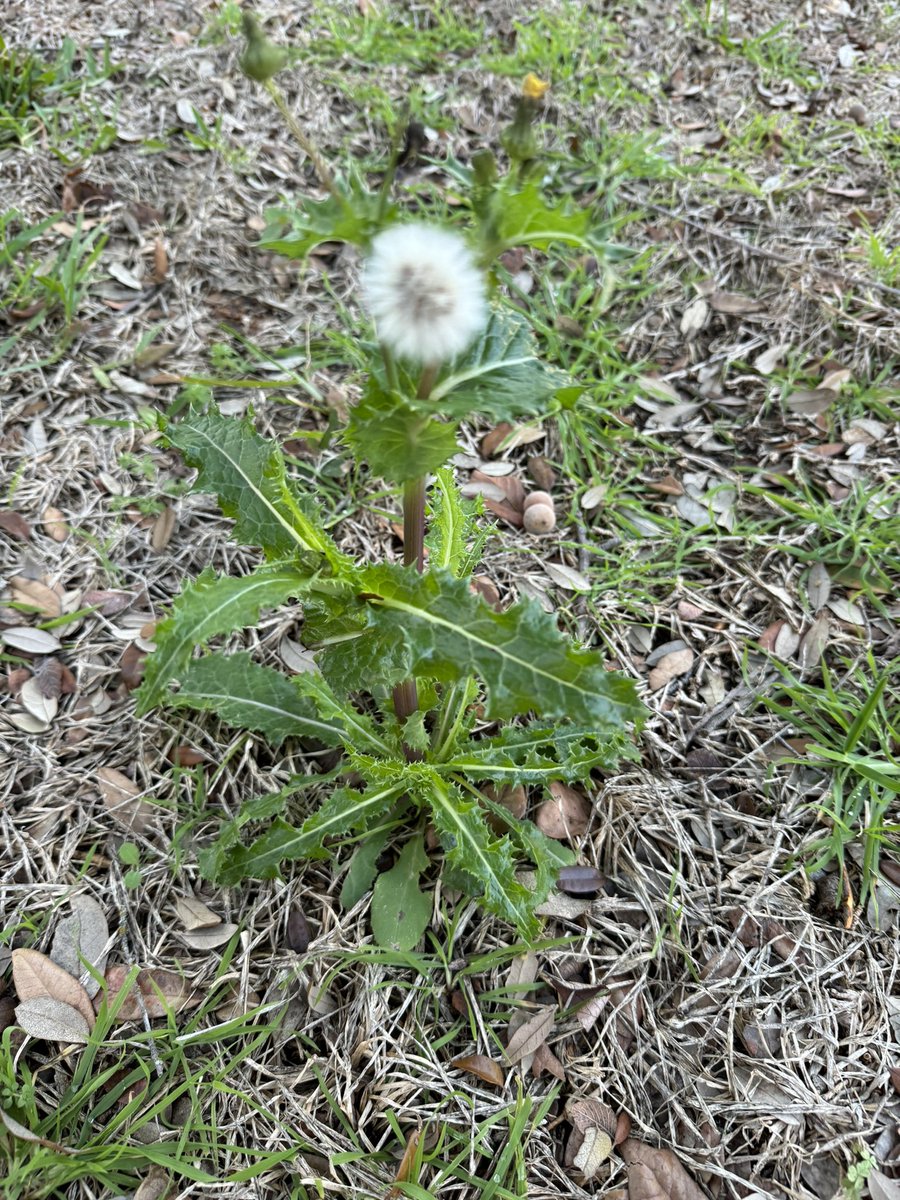 Jacob Wolf 🐝 tweet media