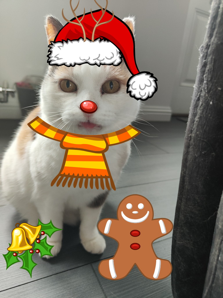 MollyDarling7's tweet photo. @frisky9 This is the best Christmas present we could possibly hope for! You have such a big heart, Robyn and lucky Mr Milty and Odile to have found such a perfect home at the House of Le Rouge. Merry Meowy Christmas to you all xxxxxxxxx https://t.co/bgW70Kc19H