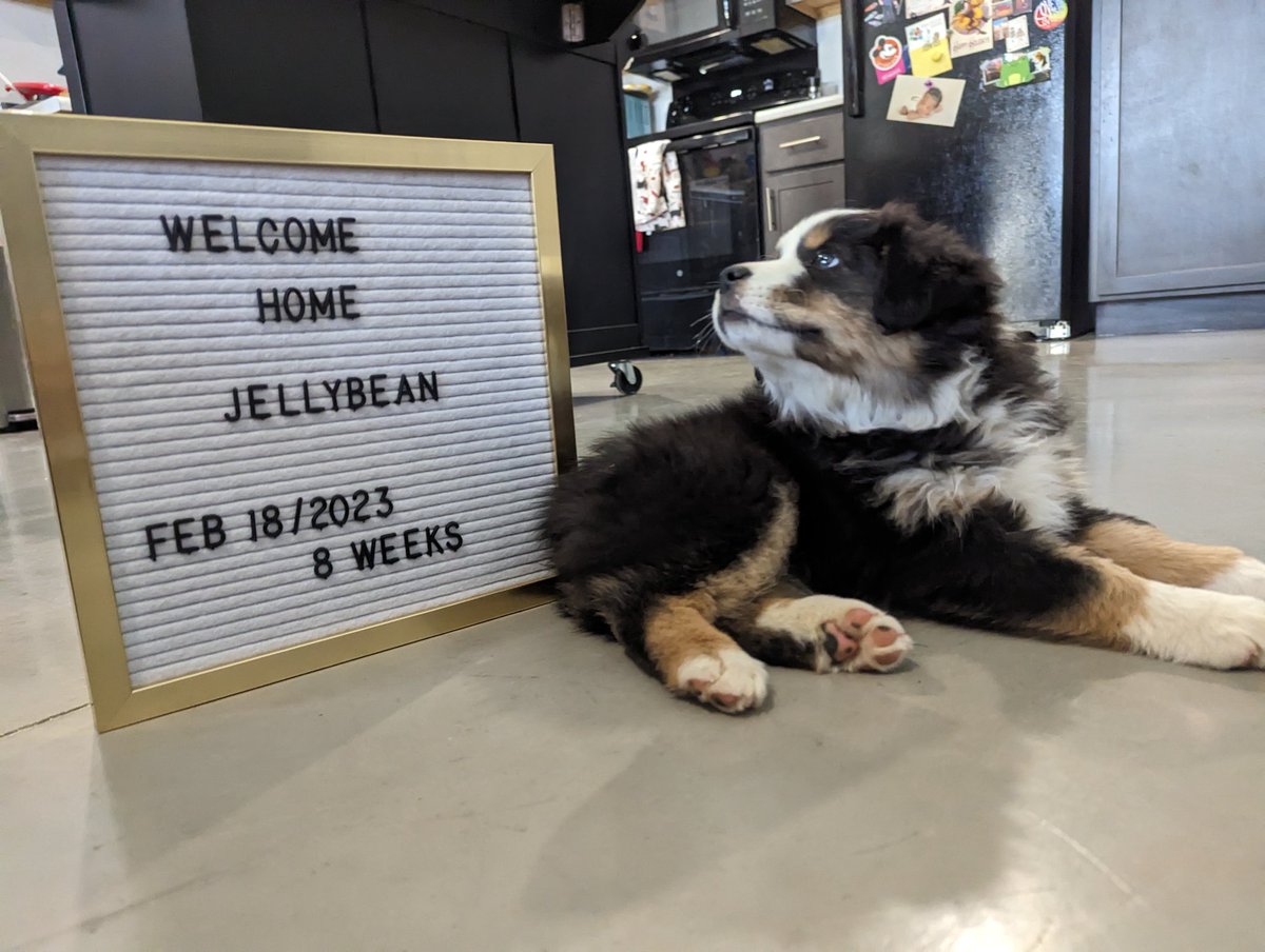 Our lil Pup Jellybean is one year old today😭😭