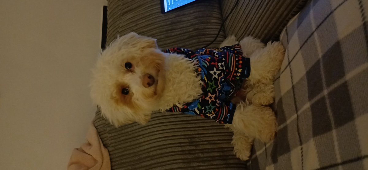 Catheri89753181's tweet photo. @Farnworth5OG merry Christmas everyone, from Izzy and Bruce 🩷🐾🎅🎄 https://t.co/lxK6RVRnQ6