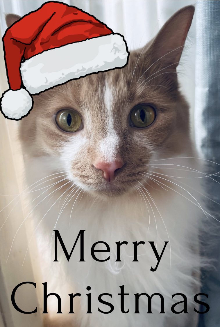 WasabiBabyZA's tweet photo. Meowy Christmas everyone 🎄💚 https://t.co/MWIvSb4NLo