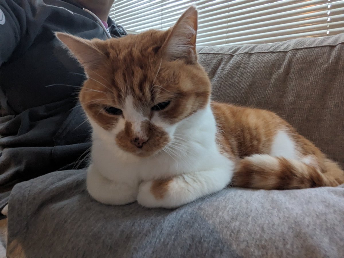 CassMutt's tweet image. Stole my roommates cat today (he actually stole me, I cannot get up, he chose my lap and there is no escape)