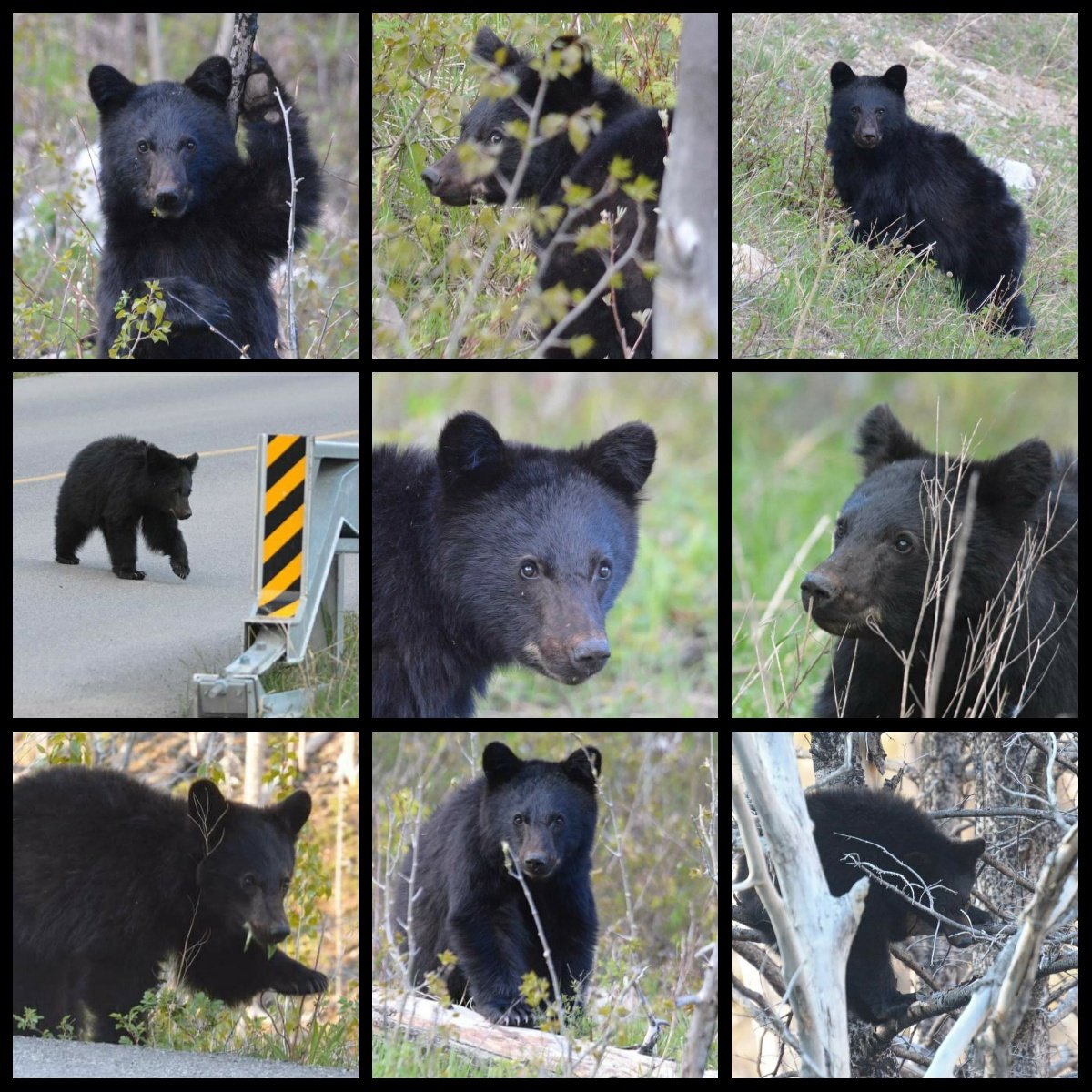 Merry Christmas 🎄 Here are some of my favourites from the year 💕 #wildlife #nature