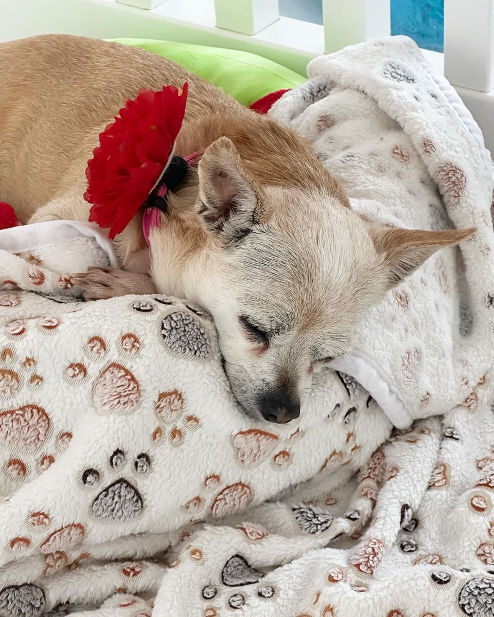 One more sleep 😴 until Christmas! We will be closed to the public tomorrow, Christmas Day, but don’t worry our pups will be celebrating Christmas with fosters or at our beautiful rescue center. Happy holidays… and to all a good night 🎄✨ #VanderpumpDogs