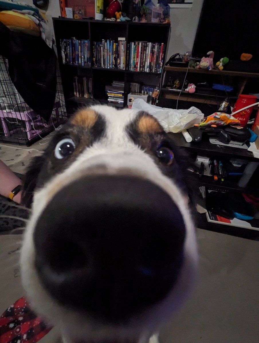 Idefix 🐟 PLS Play Salmon Run w/ Me 🐟 tweet media