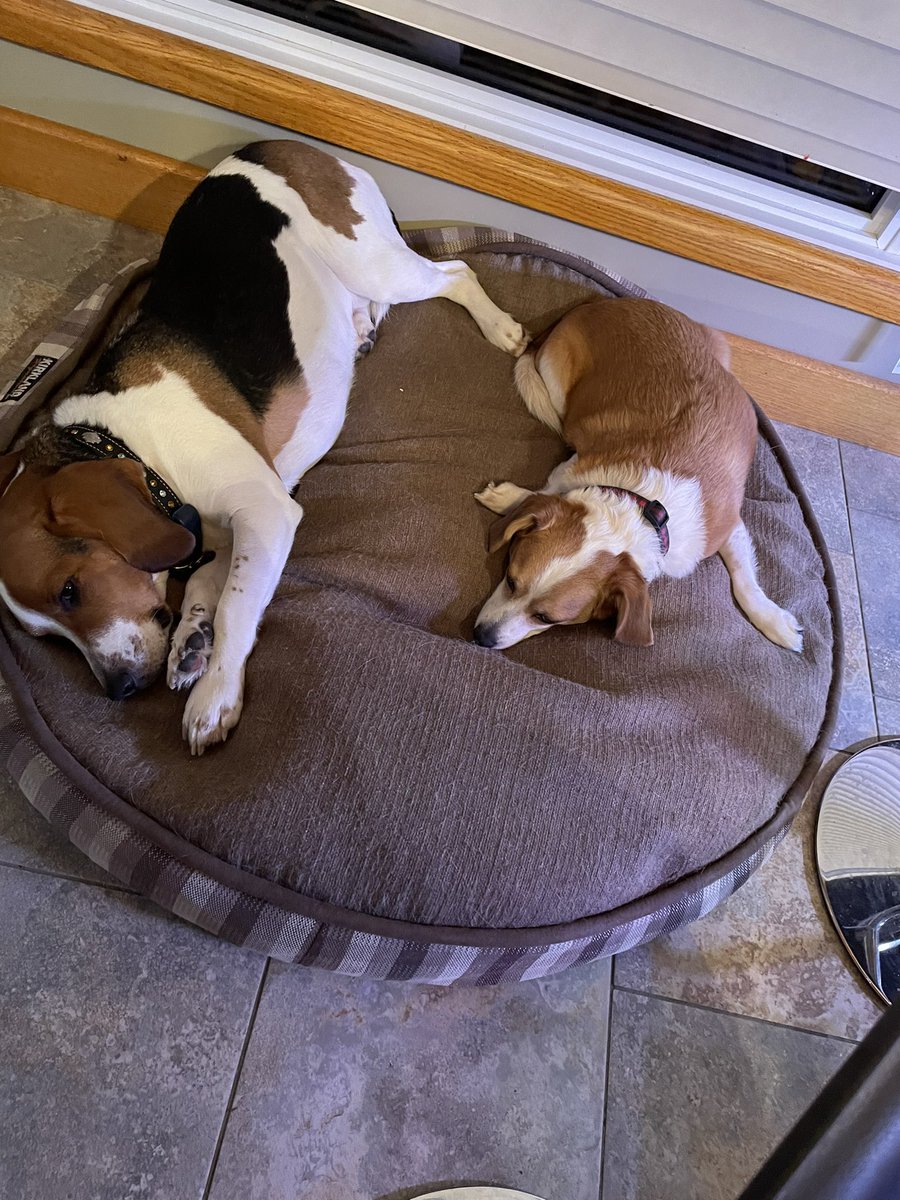 Eddie the #YEG FosterBeagle tweet media