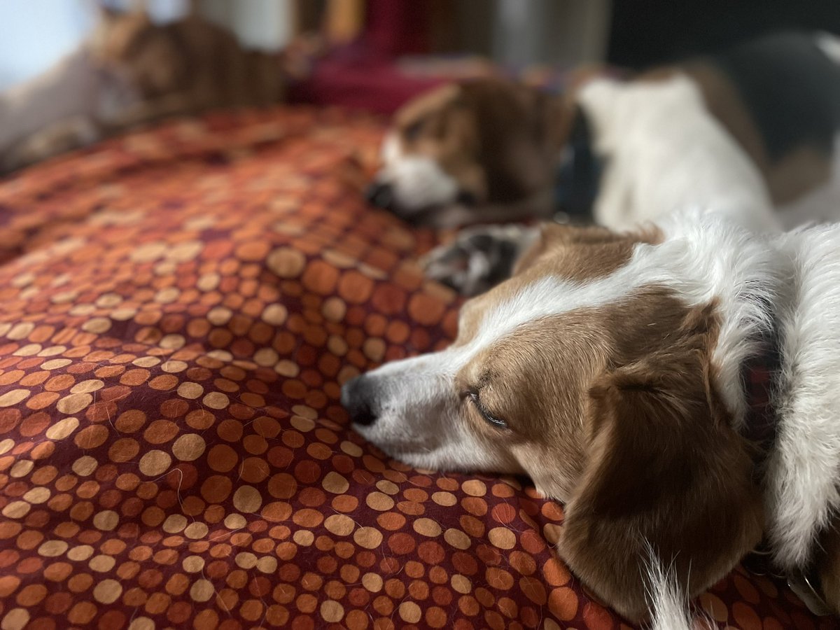 Eddie the #YEG FosterBeagle tweet media