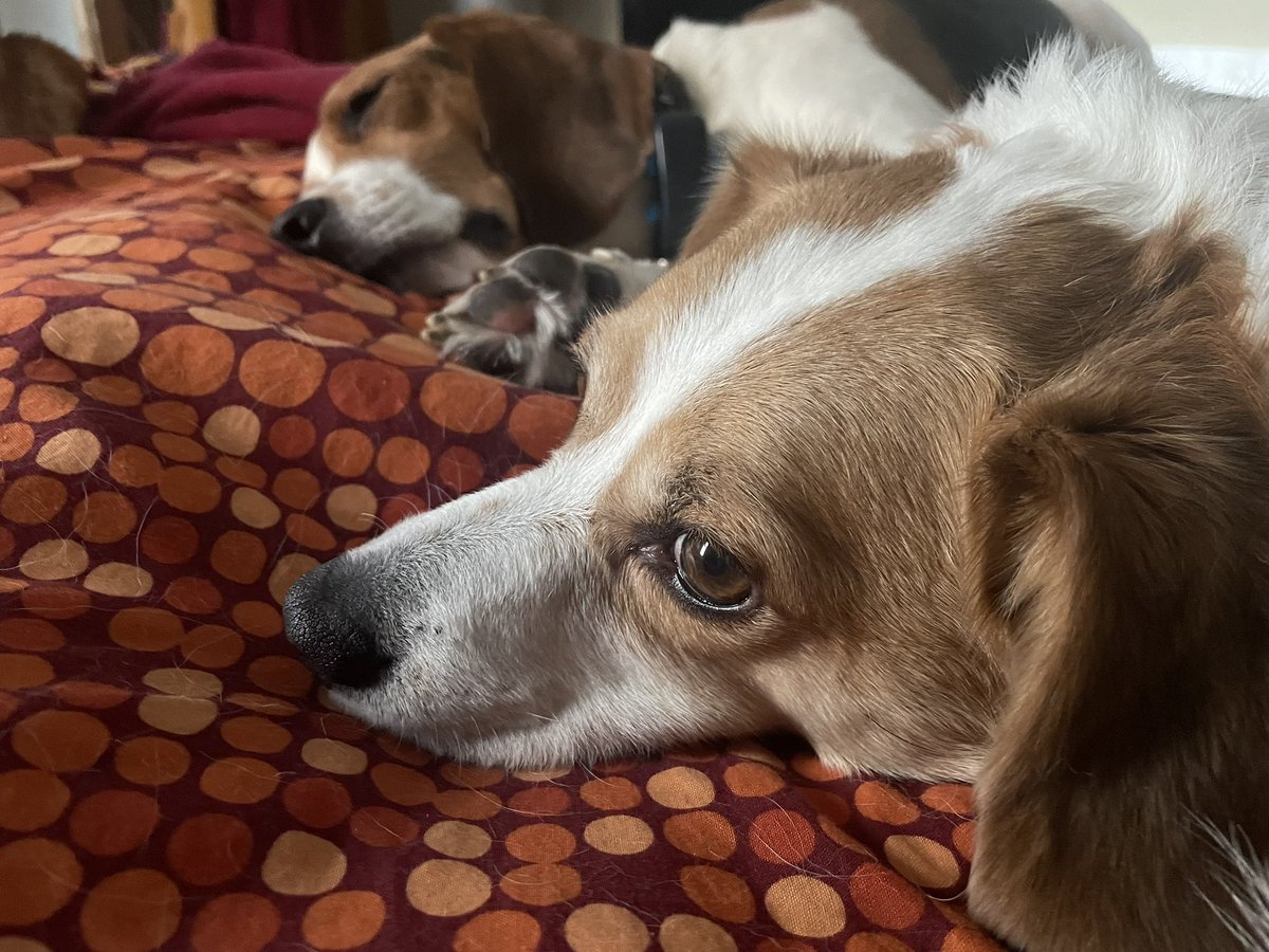 Eddie the #YEG FosterBeagle tweet media