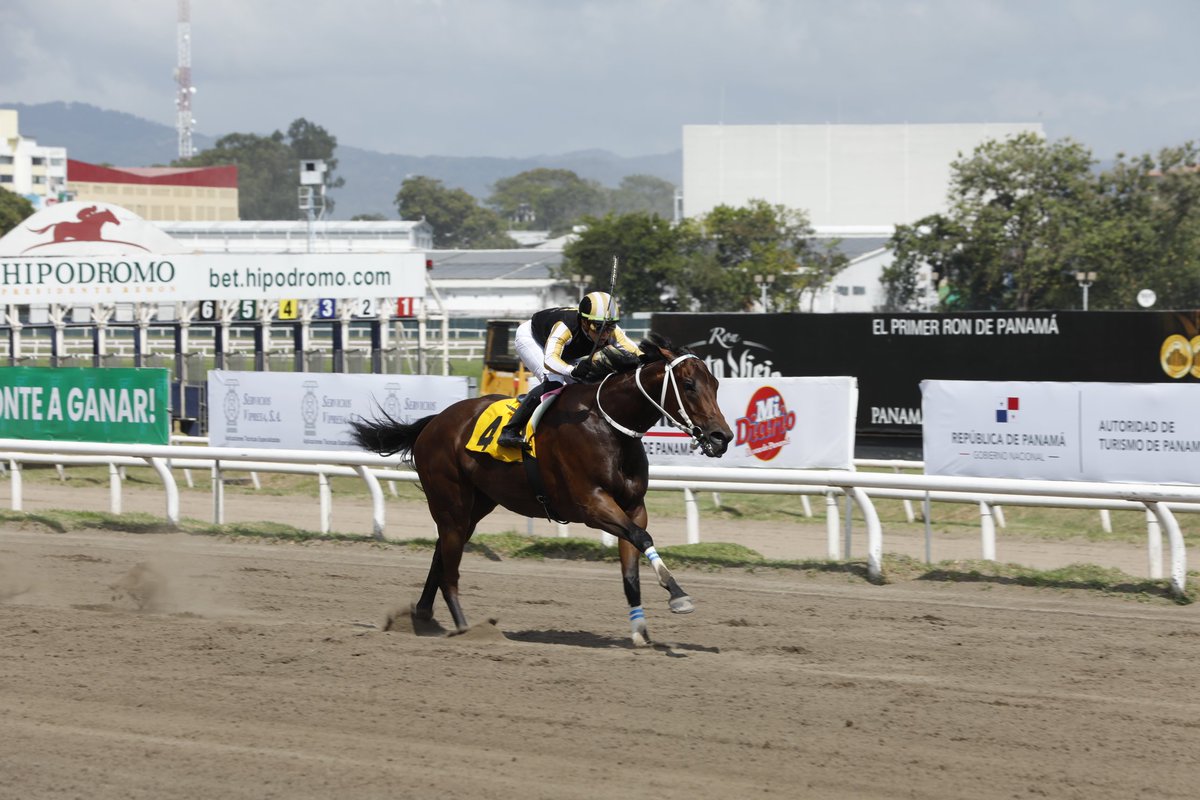 borisperea's tweet photo. @Losamanesracing Que Lyndacarter campeona esta se la tome yo ganandose el confraternidad de hembras en Panamá https://t.co/Ec7PdMZvTM
