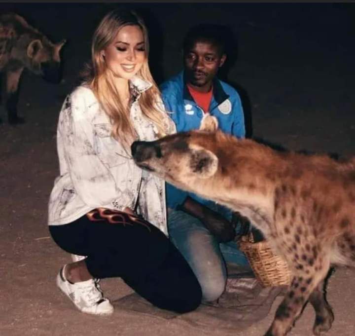 KebMathews's tweet photo. Feeding a hyena in Harar, Ethiopia is indeed an adventure activity. I invite you to join me on this exciting tour. https://t.co/tszXvzowjg