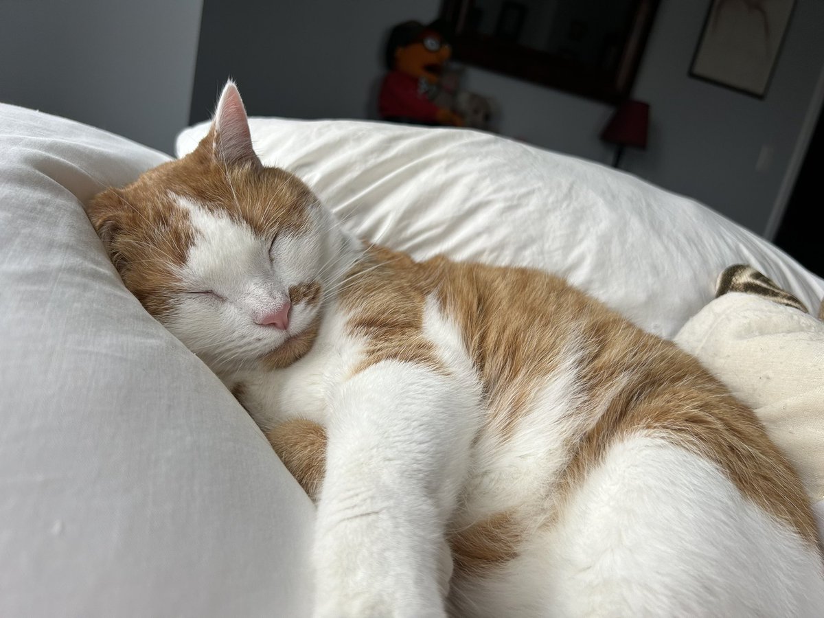 TheAtomicGal's tweet photo. @Dbwagner104 This cat is something special.
#TimCat https://t.co/ZhXokDEcQm