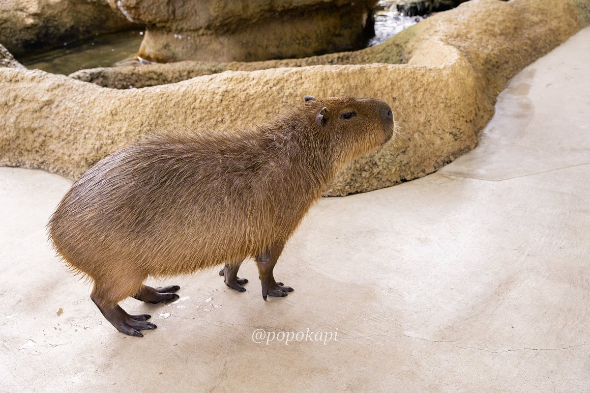 クリスマスプレゼント（おやつ）待ってます
#カピバラ #福井県 #足羽山公園遊園地 #ハピジャン