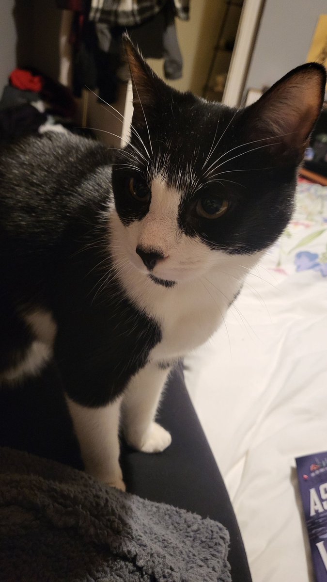 LauraPower20's tweet photo. @lew_jeffrey This my pretty boy Spook ❤️ https://t.co/dWUtw82xCT