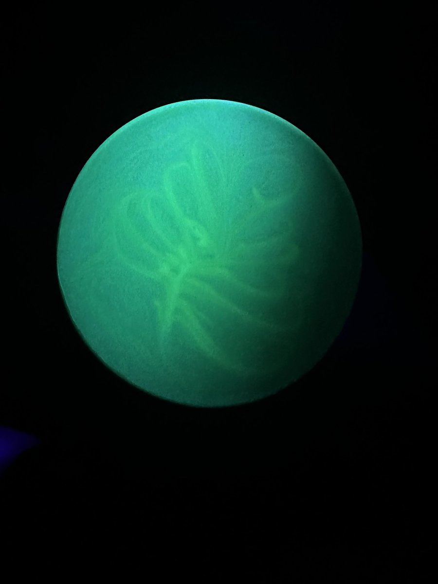 EricaBa76568016's tweet photo. The Monstera is here! Some Uv pictures! There’s leaf butt art, guys! 🥰 https://t.co/l7iQ7AhFQF