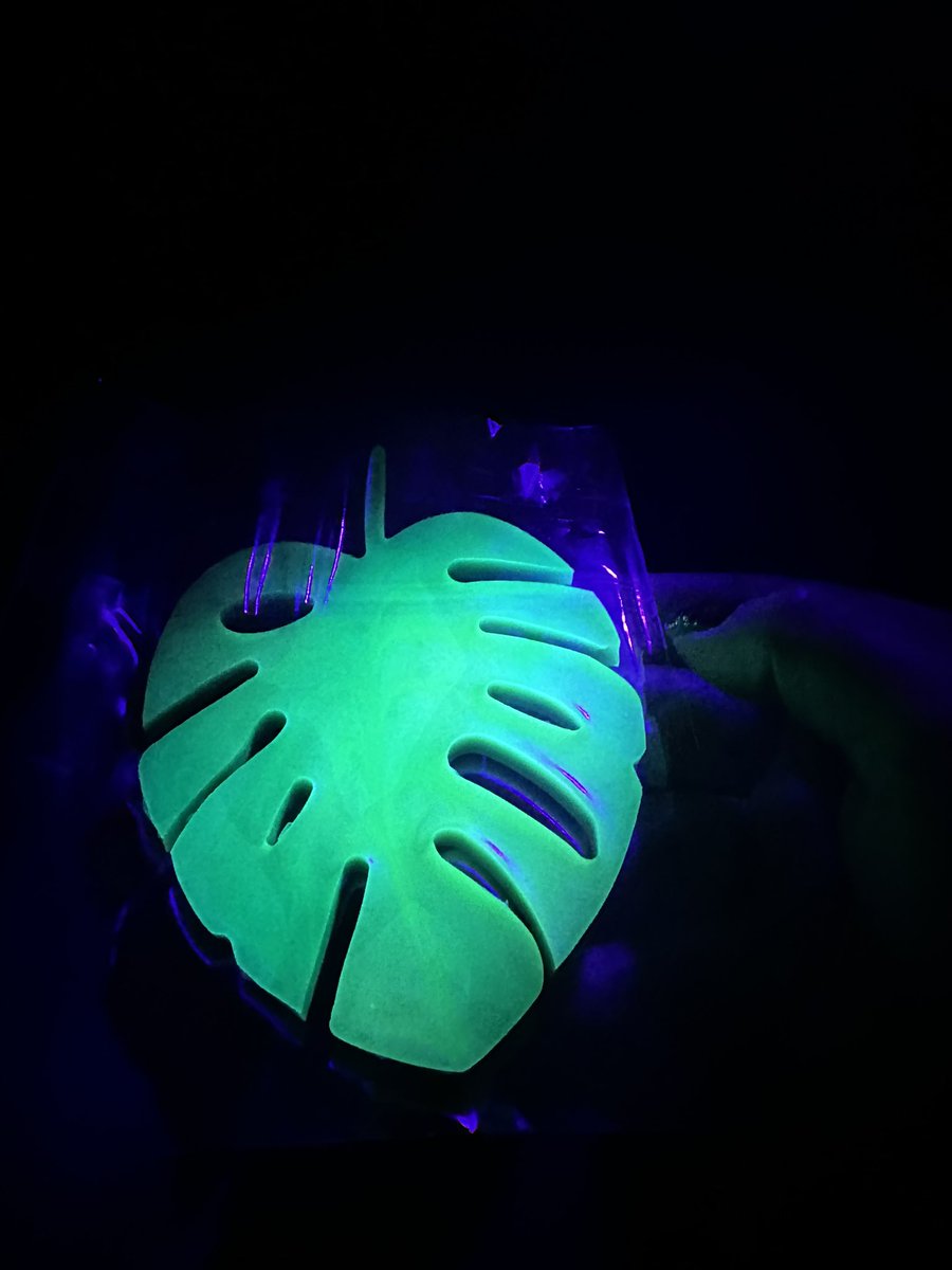 EricaBa76568016's tweet photo. The Monstera is here! Some Uv pictures! There’s leaf butt art, guys! 🥰 https://t.co/l7iQ7AhFQF
