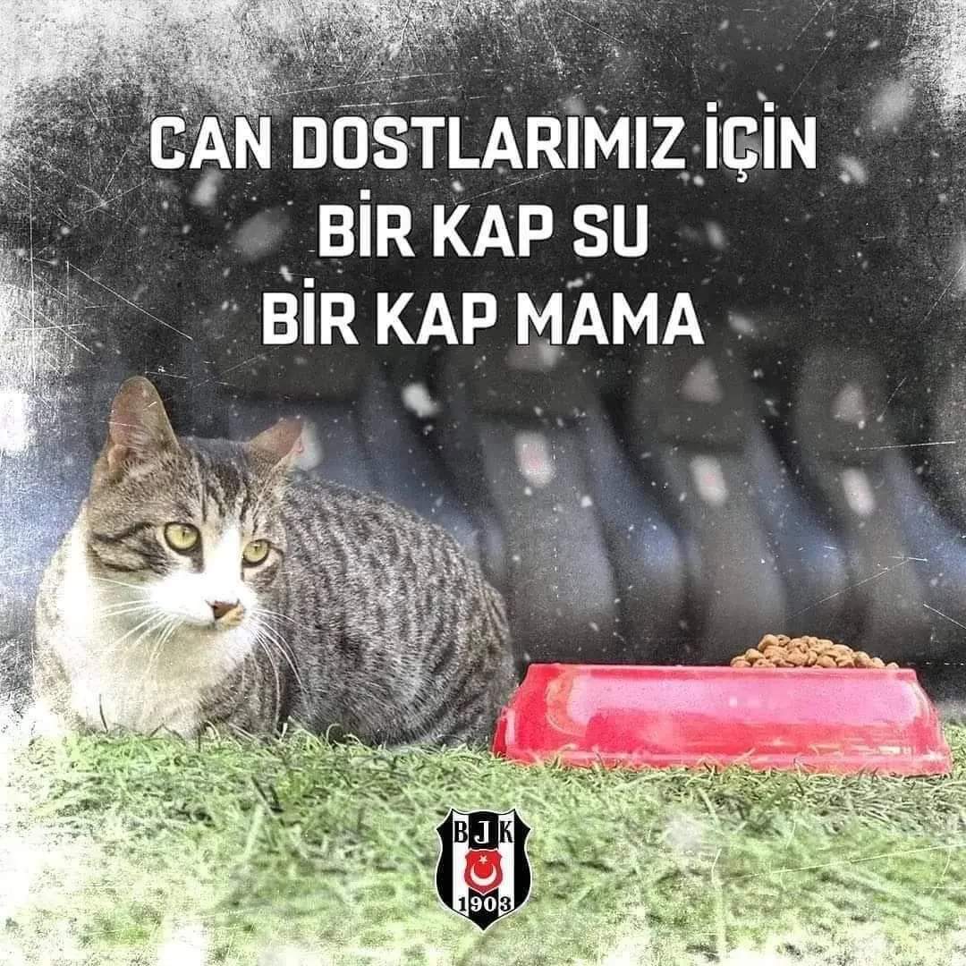Bu soğuk kış günlerinde, can dostlarımızı unutmayalım! 🐈

Evlerimizin, iş yerlerimizin önüne bir kap yemek, bir kap su bırakalım. 🐕