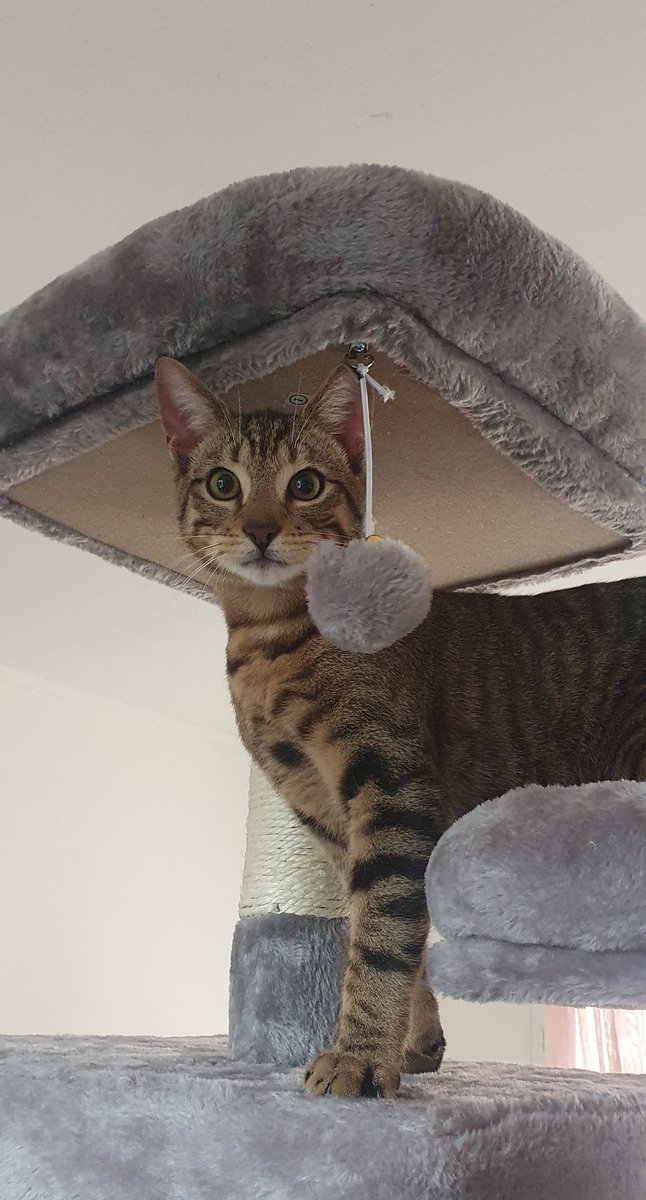 AzouSerpent's tweet image. Bonjour, aujourd'hui :
Mon chat Zoro 💚