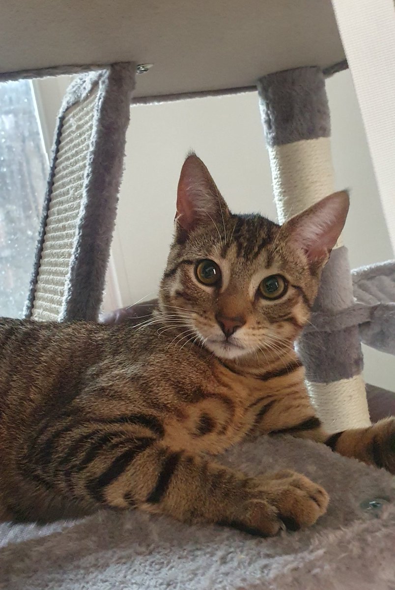 AzouSerpent's tweet image. Bonjour, aujourd'hui :
Mon chat Zoro 💚