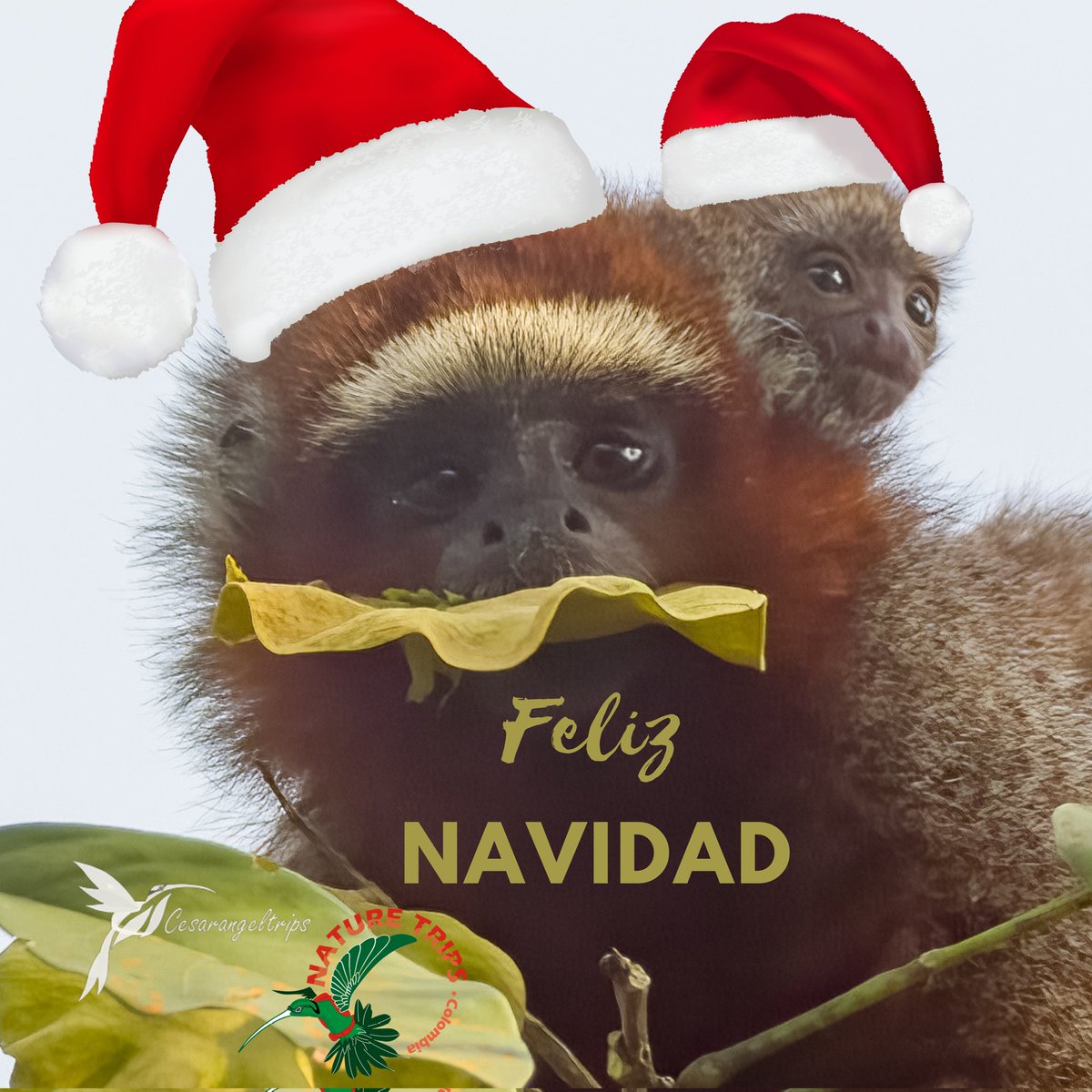 naturetripscol's tweet photo. Feliz navidad les deseamos desde la familia y el equipo de Nature Trips Colombia 🎄🥳🎉

#FelizNavidad https://t.co/ngX3lIhsUd