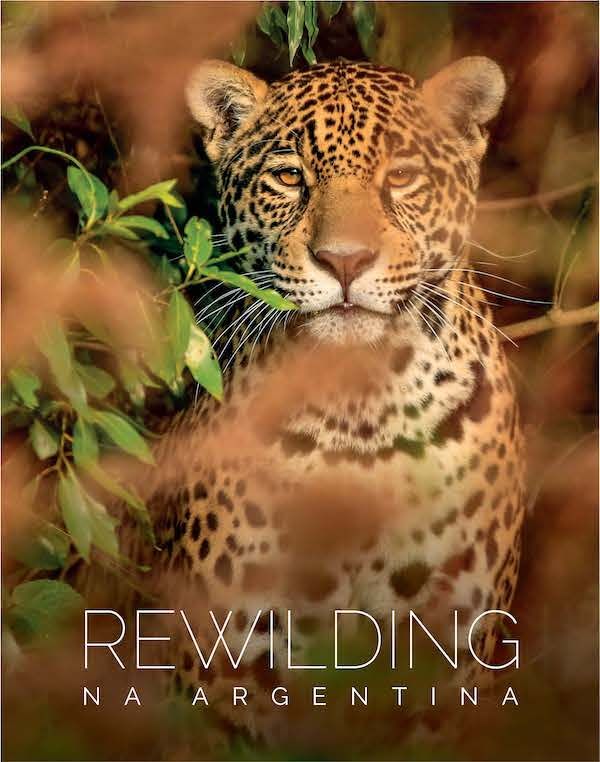 conexaoplaneta's tweet photo. #Rewilding na #Argentina': o sucesso da restauração de #ecossistemas com a reintrodução de #animais #extintos localmente - um eles é brasileiro! 🐆 -, em belíssimo livro ❤️ Impresso (presentão de #Natal!) e digital (download gratuito) https://t.co/F8c0NJi7Xg https://t.co/Bz6jAiwGxF
