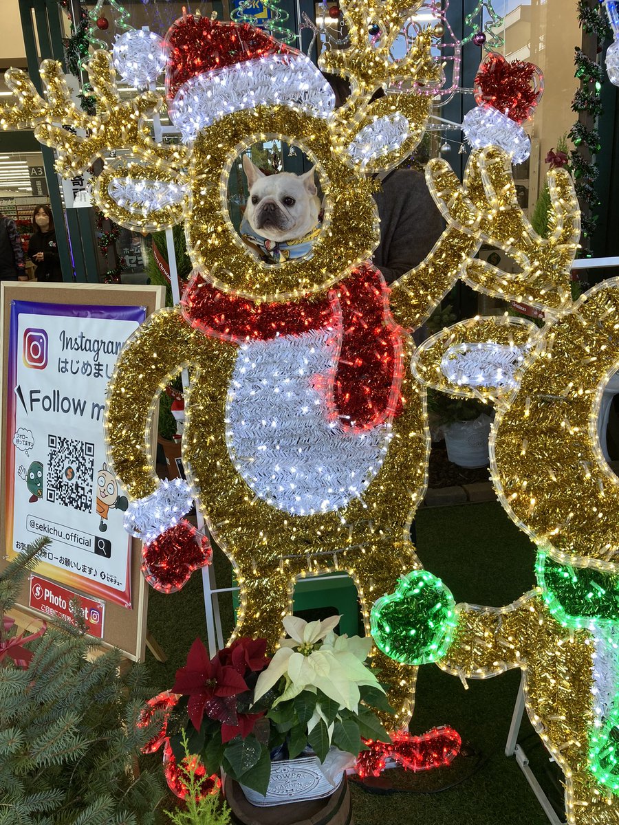 pluplulovesfb's tweet photo. メリークリスマス🎄
ソフィアは、今年もサンタさんとトナカイになりました。 https://t.co/a4qa6SOoiC