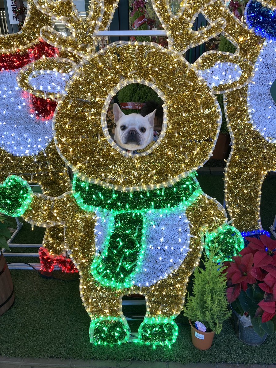 pluplulovesfb's tweet photo. メリークリスマス🎄
ソフィアは、今年もサンタさんとトナカイになりました。 https://t.co/a4qa6SOoiC