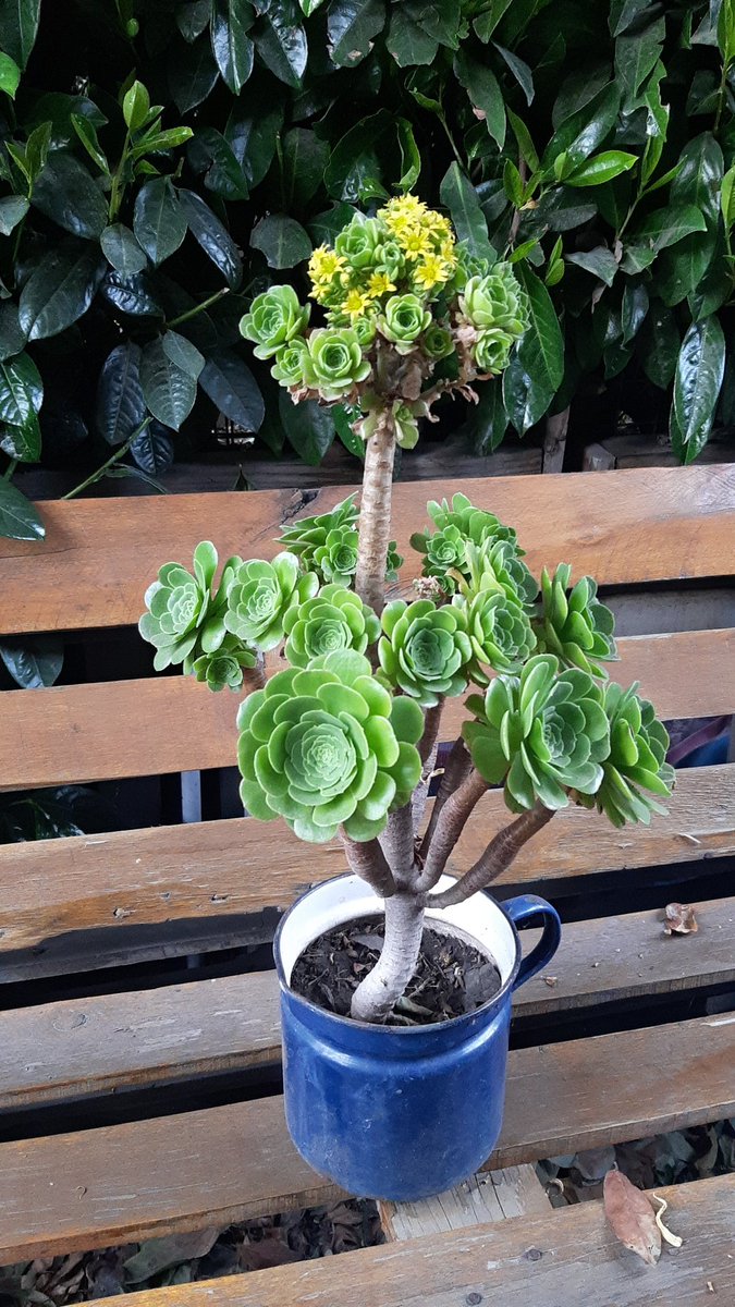 acostasolcito's tweet photo. Si no tenes una suculenta así, fracasaste como suculentador! 
#suculentas #flores #jardín #plantas https://t.co/qBreaBYLDv